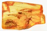 Fossil Fungus Gnat Swarm (Mycetophilidae) In Amber #367531-1